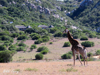 Woodbury Lodge Amakhala Game Reserve Exterior foto